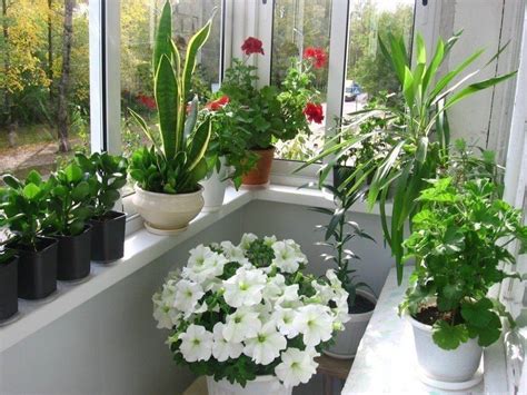 Озеленение широкого подоконника: выбираем идеальные растения