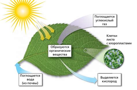 Окисление и разрушение хлорофилла