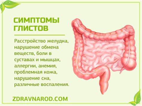 Опасность глистов и их влияние на организм