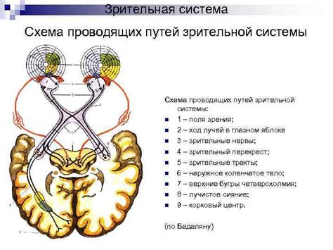 Оперативный ремонт зрения в левом окошке: поиск путей к восстановлению зрительной функции