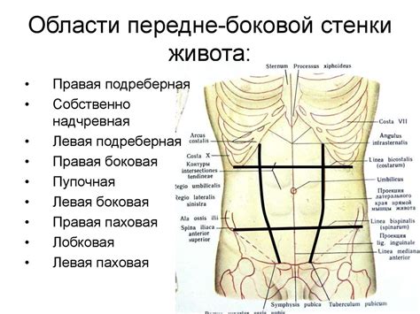 Определение главных факторов, влияющих на появление выпуклости в области живота