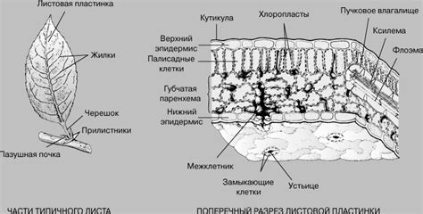 Определение гниения стебля герани