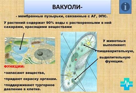 Определение и структура вакуолей