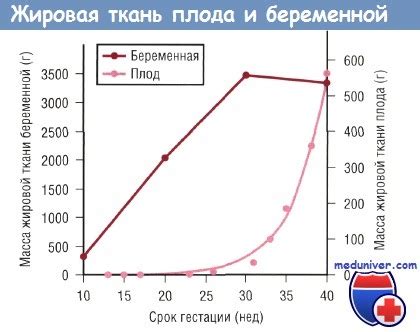 Определение накопления жировой ткани в области бедер