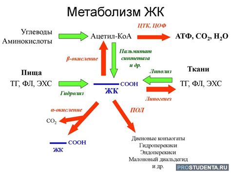 Определение основного метаболизма: методология и значение