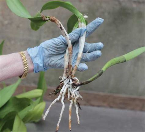Определение отсутствия корней у орхидеи: ключевые признаки