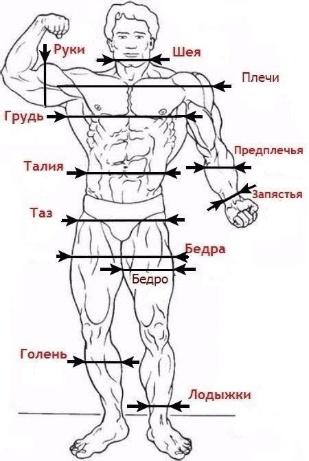 Определение пропорций тела: ширина плеч и талии