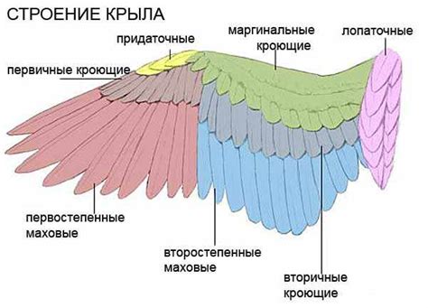 Определение стиля и размера крыльев