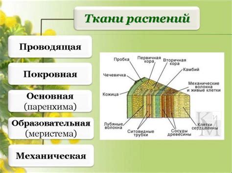 Определение суккулентных растений и их особенности