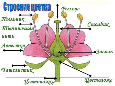 Определите вид растения и его особенности