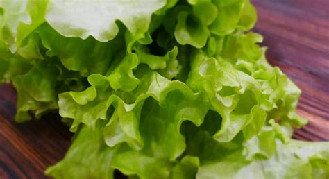 Оптимальная температура для сохранения свежести салатных листьев