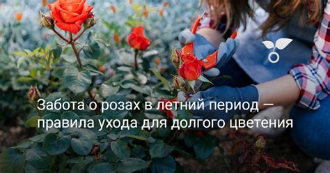 Оптимальные условия для заботы о розах в холодное время года