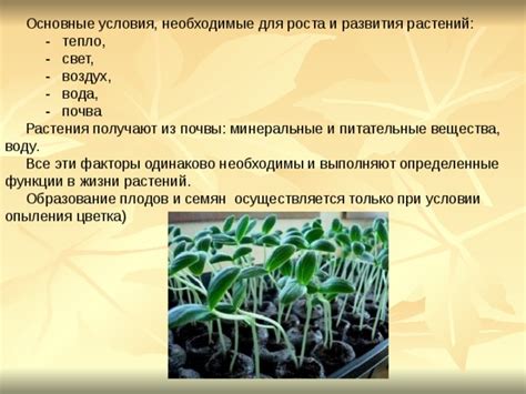 Оптимальные условия для роста и развития пахистахиса: роль освещения и температуры