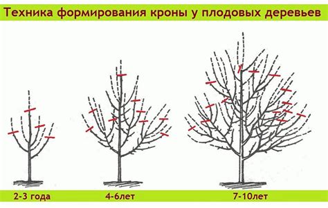 Оптимальный период обрезки ежемалины осенью