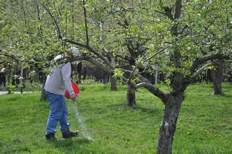 Оптимальный уход за яблоней: полив, подкормка и обрезка