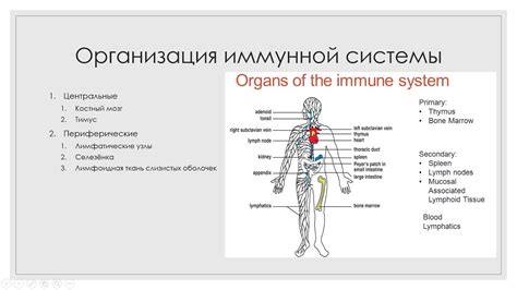 Оптимизация работы иммунной системы через качественный отдых