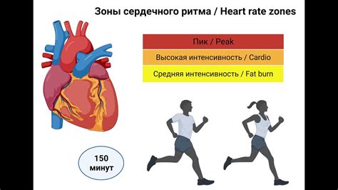 Оптимизация сердечного ритма: М3 и кардио-тренировки