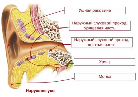 Организация слухового процесса в ушной раковине: структура и функциональность