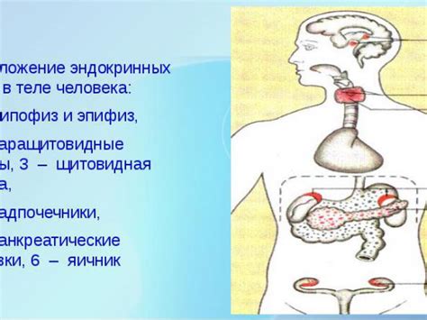 Органы внутренней секреции: расположение и функции