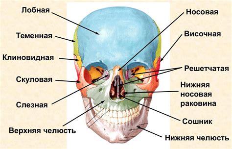 Органы внутри черепа и их размер