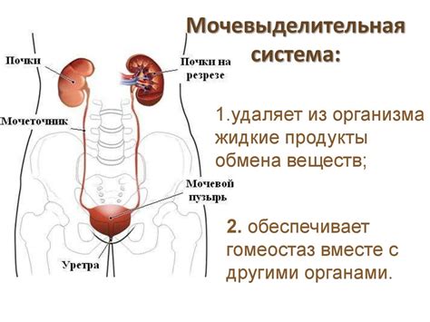 Органы мочеполовой системы: сигналы тревоги и методы обеспечения здоровья