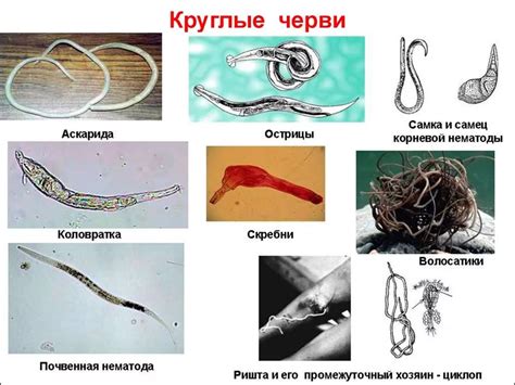 Основные виды паразитических червей и пути их распространения