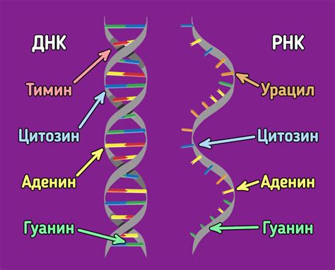 Основные отличия между ДНК и РНК