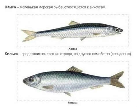 Основные отличия между хамсой и килькой: как определить виды рыб