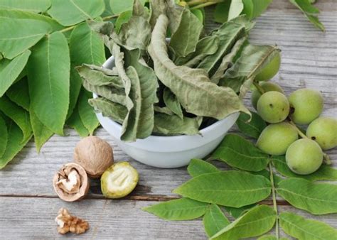 Основные правила предварительной обработки листьев ореха: как правильно собирать и хранить