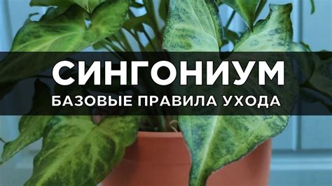 Основные принципы заботы о процветающем растении