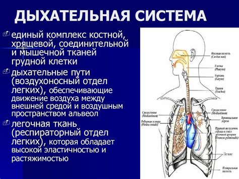 Основные принципы и цель искусственной респирации: взаимодействие с дыхательной системой организма