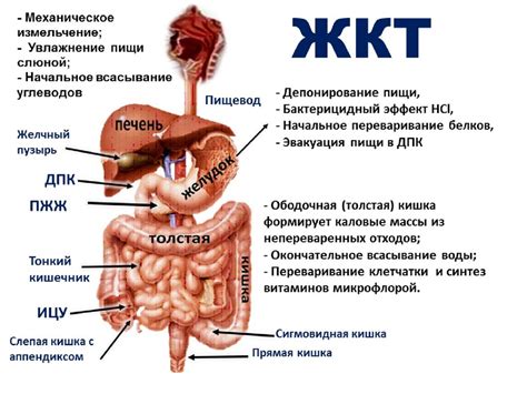 Основные принципы питания ребенка при нарушениях желудочно-кишечного тракта