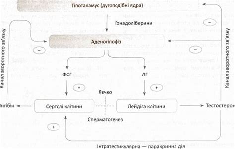 Основные причины высокого уровня половых гормонов у мужчин и их последствия