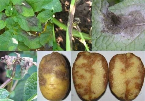 Основные причины гниения картофеля в земле