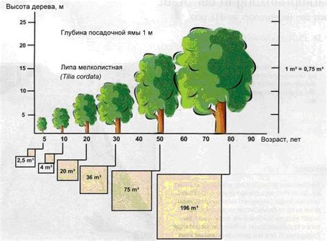 Основные проблемы и ограничения метода получения информации о возрасте дерева по измерению диаметра ствола