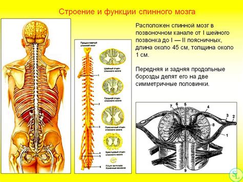 Основные проявления прогрессирующего состояния позвоночника