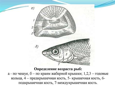 Основные способы определения стажа жизни рыбы