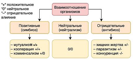 Основные типы и вариации видовых наименований