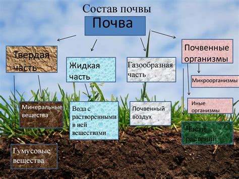 Основные требования к составу почвы и подготовке грунта для цэруши