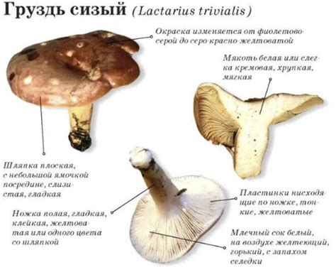 Основные факторы, приводящие к изменению цвета гриба груздя