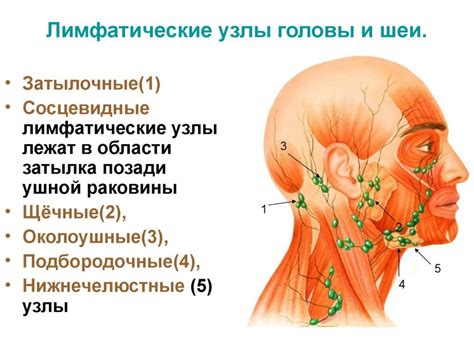 Основные факторы и причины образования лимфатических узлов расположенных позади уха