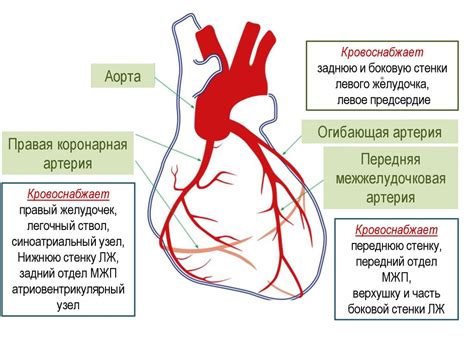 Основные этапы по готовке центральной артерии сердца