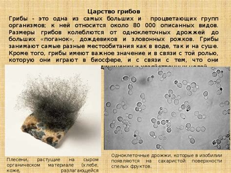 Основные этапы удаления плесени с поверхности грибов