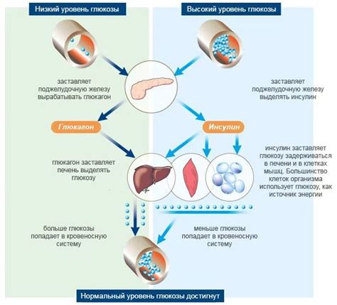 Основы и принципы регуляции уровня глюкозы в организме