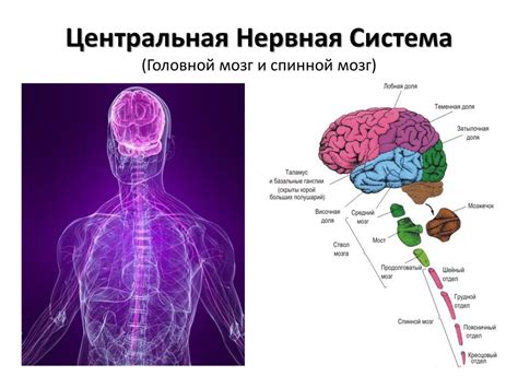 Основы электрохимического взаимодействия в нервной системе