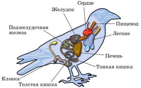 Особенности зрительной системы птиц и их взаимодействие с оконными поверхностями