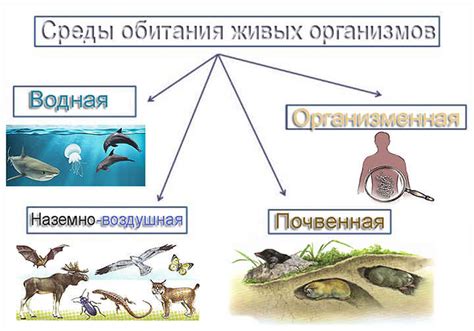 Особенности изучения амфибийных существ и плавсредств