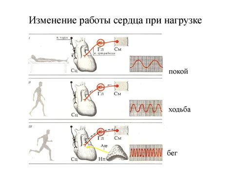 Особенности изучения сердечной электрической активности при физической нагрузке и ее значение в постановке диагноза заболеваний