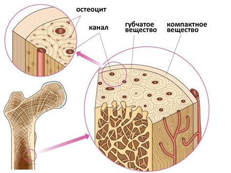Особенности костной ткани