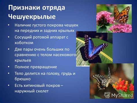 Особенности поведения бабочек и их связь с человеком
